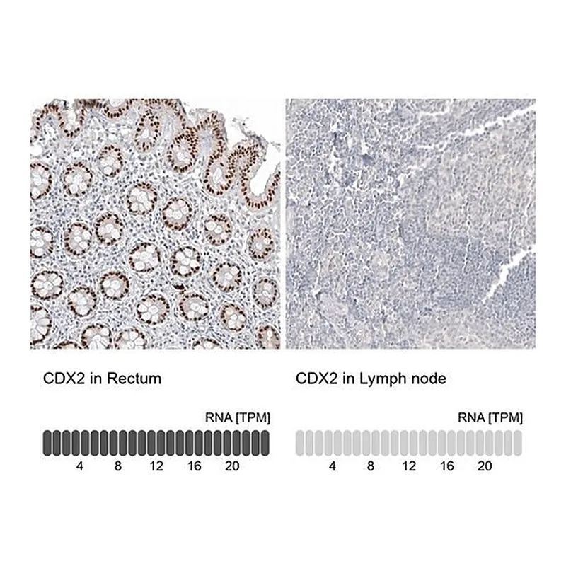Merck Anti-CDX2 antibody produced in mouse