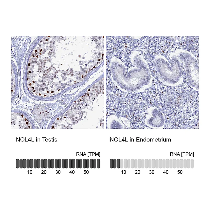 Atlas Antibodies Anti-NOL4L Antibody