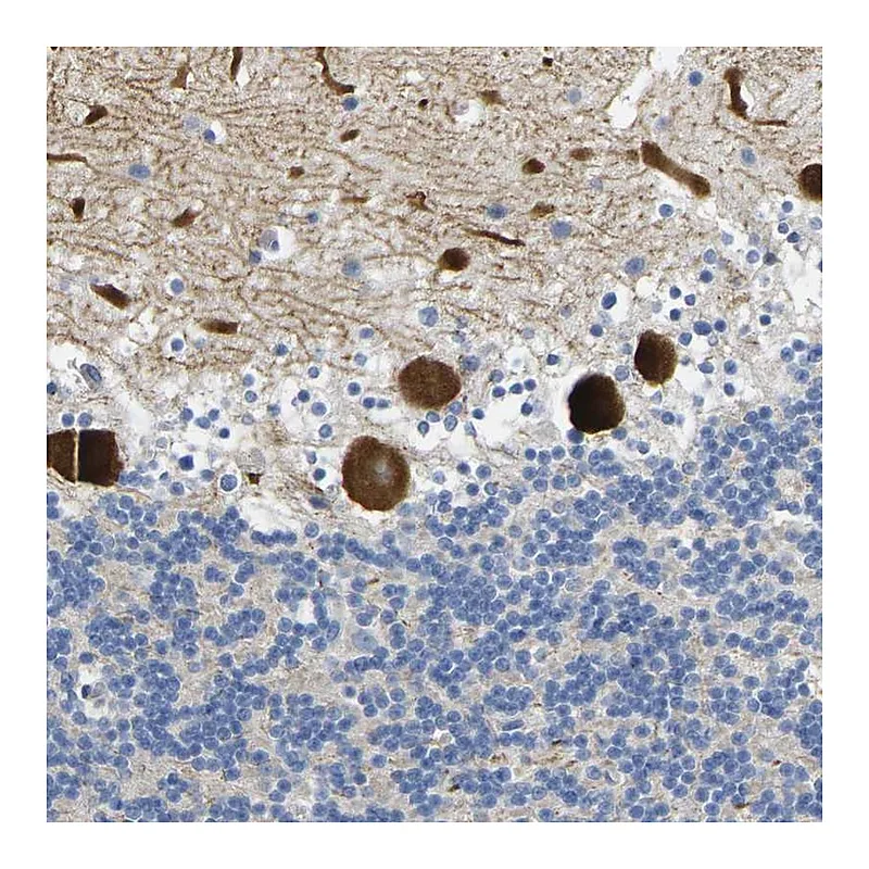 Atlas Antibodies Anti-NOCT Antibody
