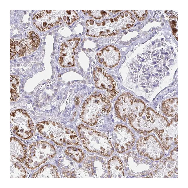 Atlas Antibodies Anti-NOCT Antibody