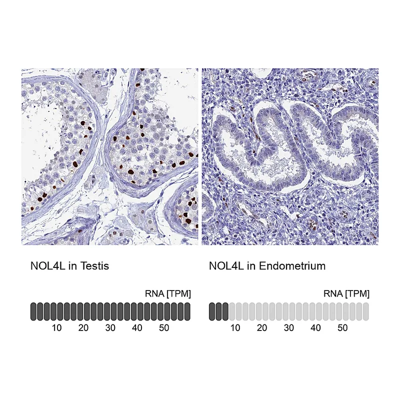 Atlas Antibodies Anti-NOL4L Antibody