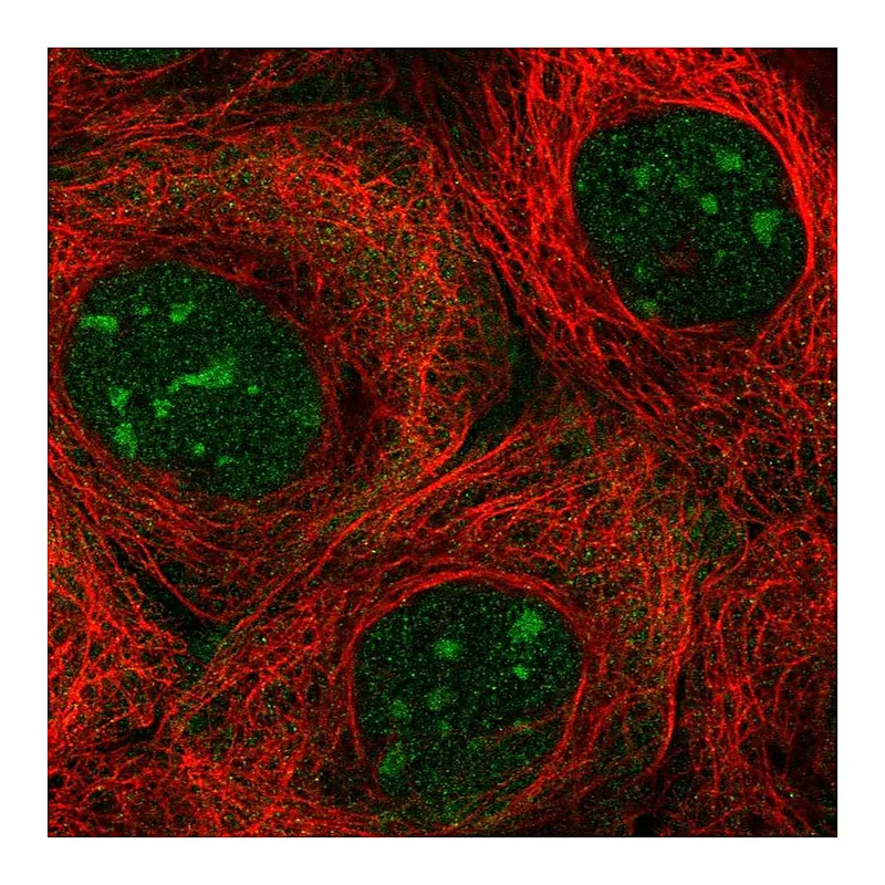 Atlas Antibodies Anti-NOL7 Antibody