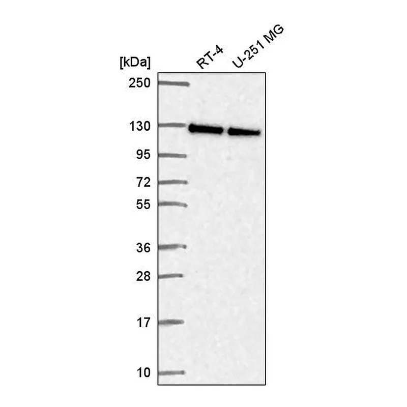 Atlas Antibodies Anti-NOL6 Antibody