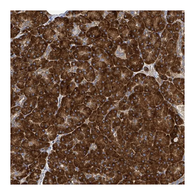 Atlas Antibodies Anti-NOMO1 Antibody
