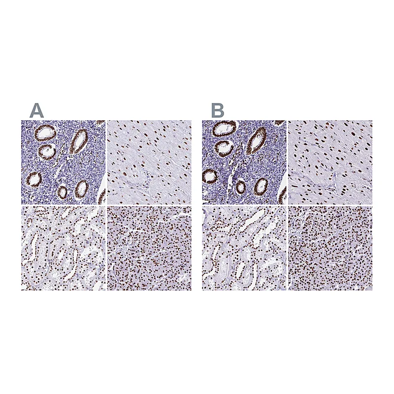 Atlas Antibodies Anti-NONO Antibody