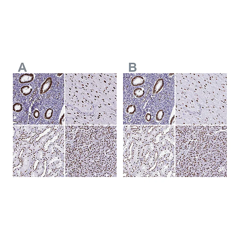 Atlas Antibodies Anti-NONO Antibody
