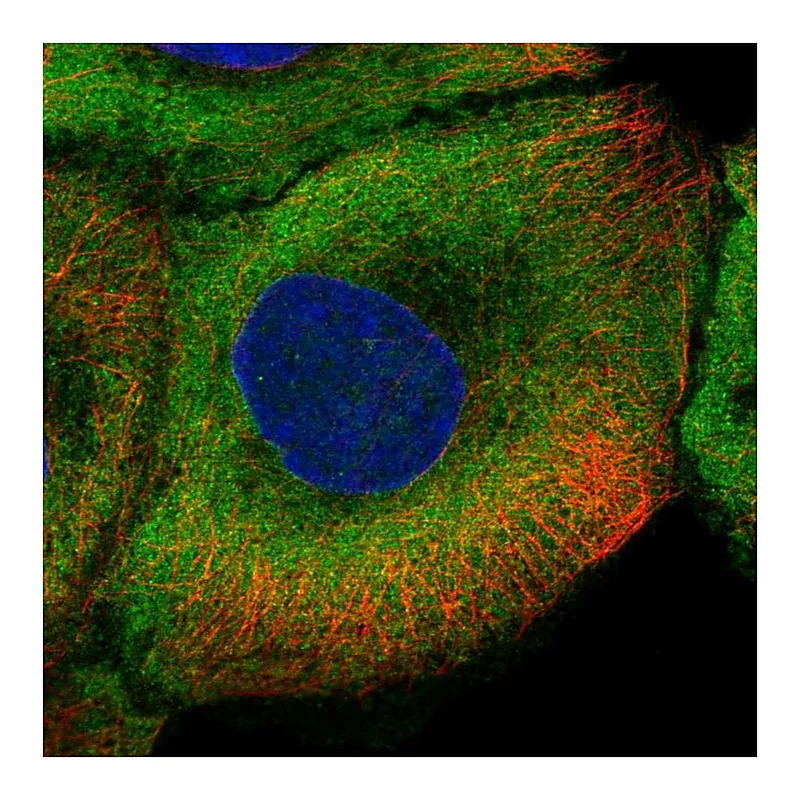 Atlas Antibodies Anti-NOS1 Antibody