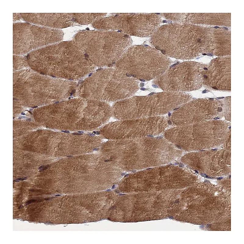 Atlas Antibodies Anti-NOSIP Antibody