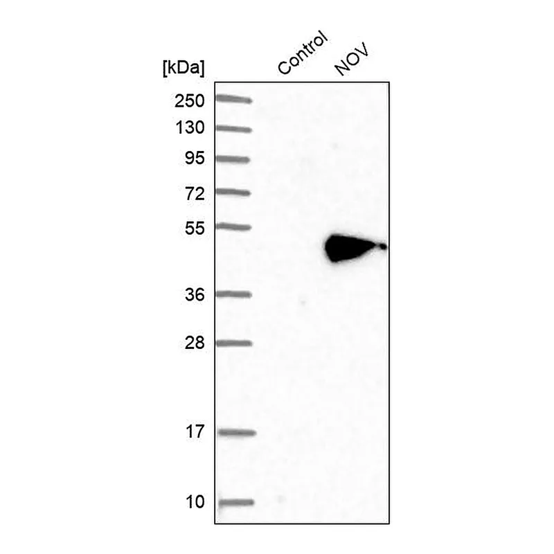 Atlas Antibodies Anti-NOV Antibody