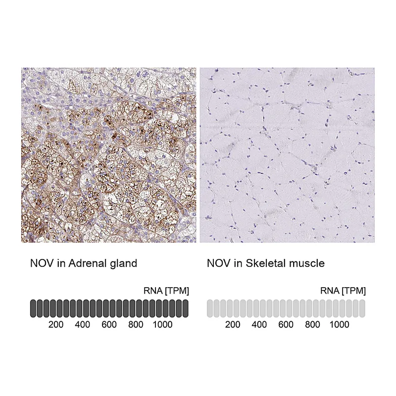 Atlas Antibodies Anti-NOV Antibody