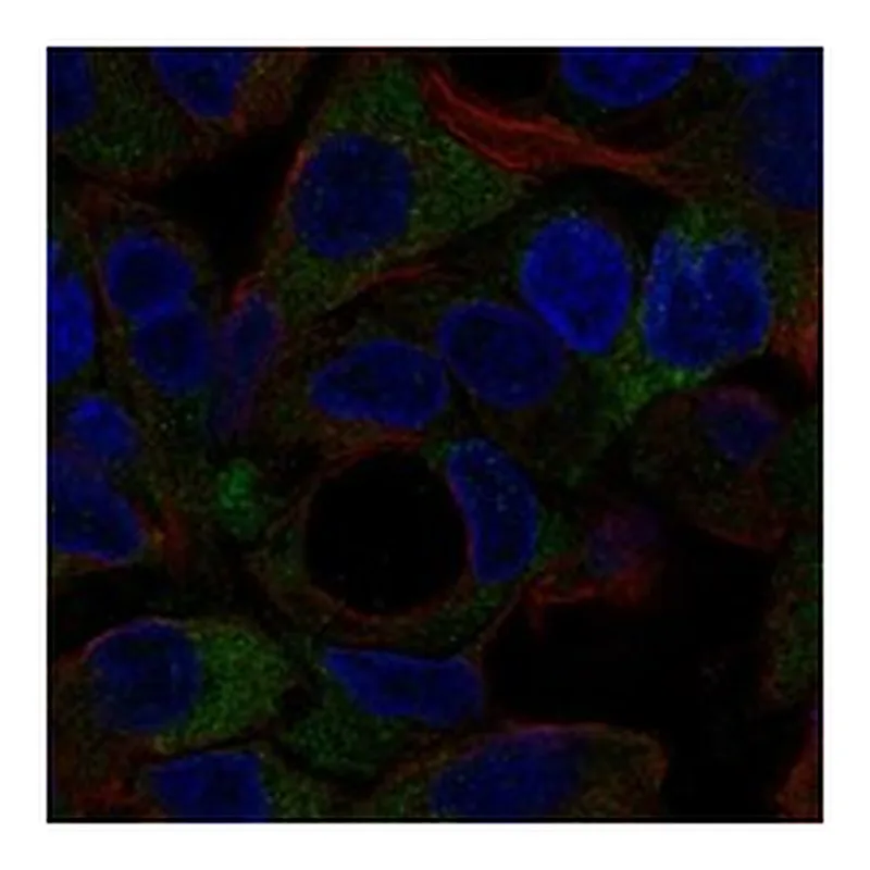 Atlas Antibodies Anti-NOTUM Antibody