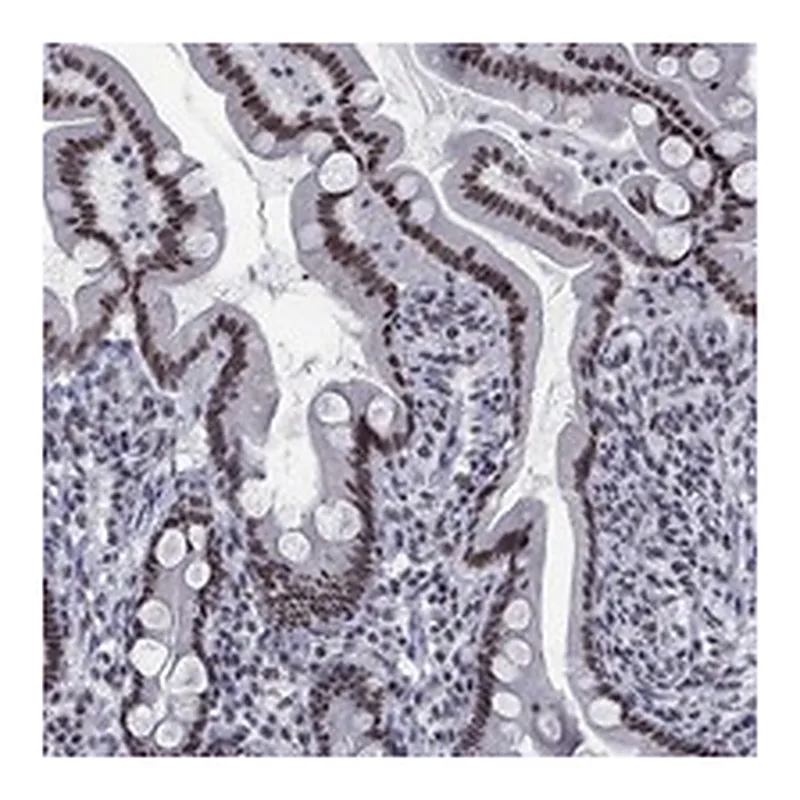Atlas Antibodies Anti-NPAS3 Antibody