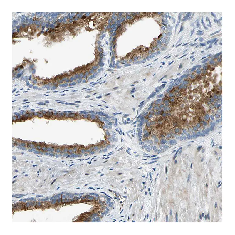 Atlas Antibodies Anti-NPDC1 Antibody