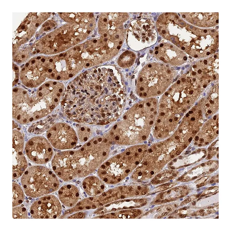 Atlas Antibodies Anti-NPEPL1 Antibody