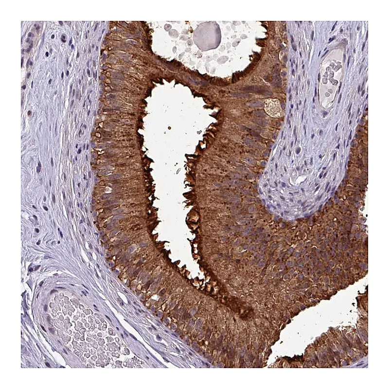 Atlas Antibodies Anti-NPFFR1 Antibody