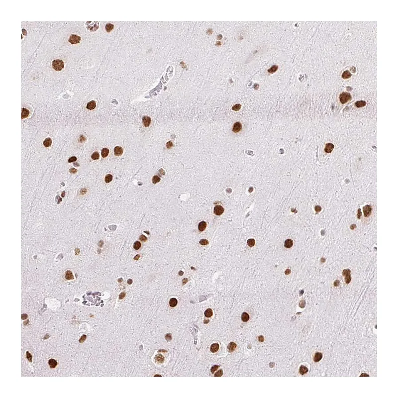 Atlas Antibodies Anti-NPIPA1 Antibody