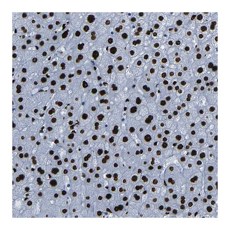 Atlas Antibodies Anti-NPIPB15 Antibody