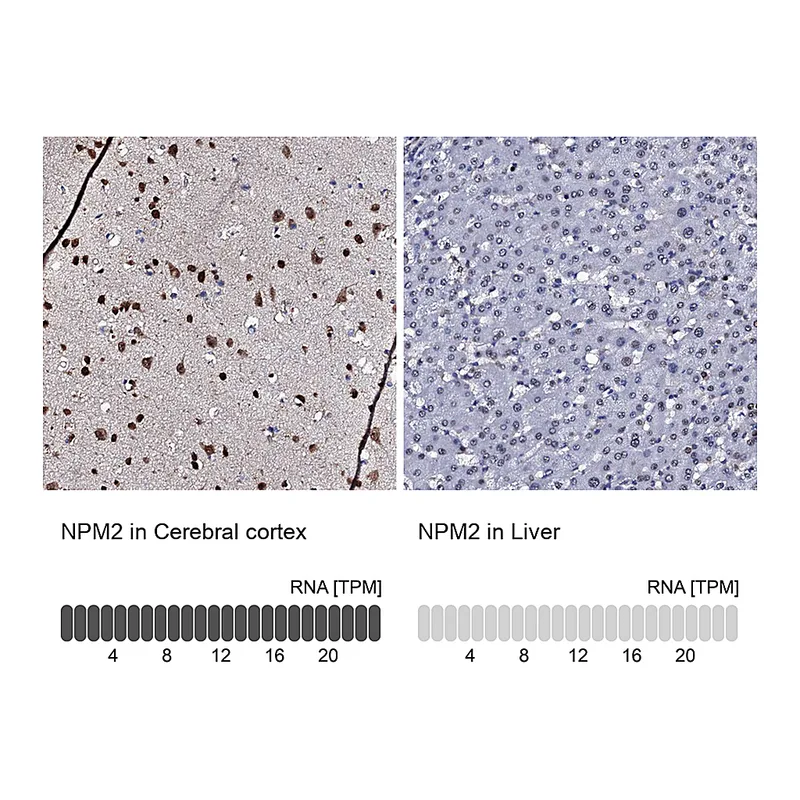 Atlas Antibodies Anti-NPM2 Antibody