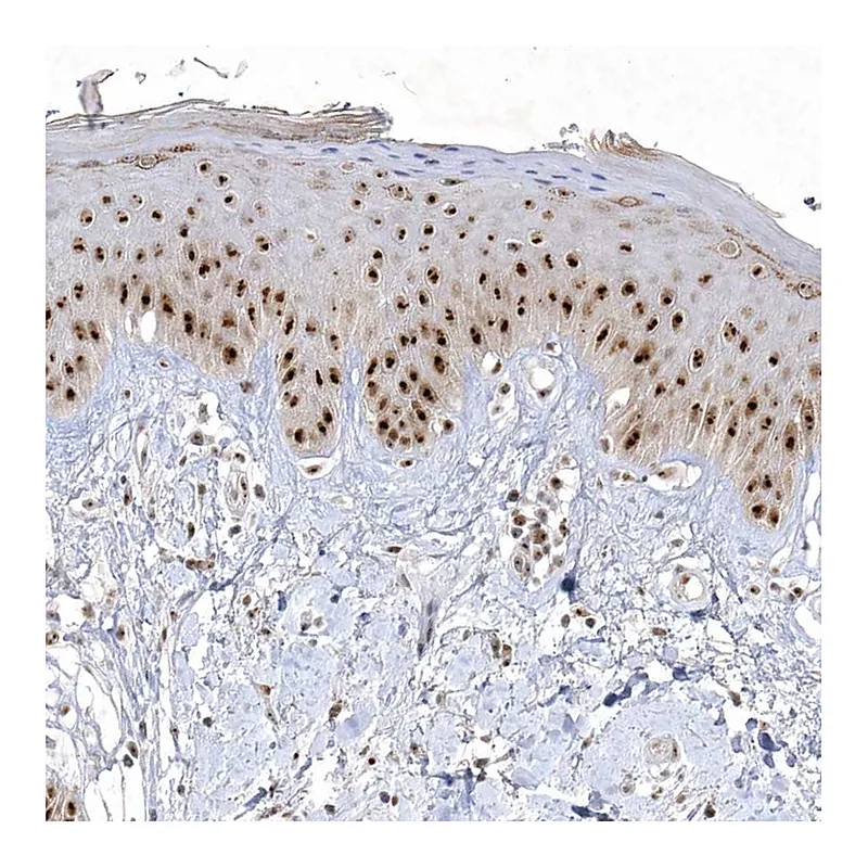 Atlas Antibodies Anti-NPM3 Antibody