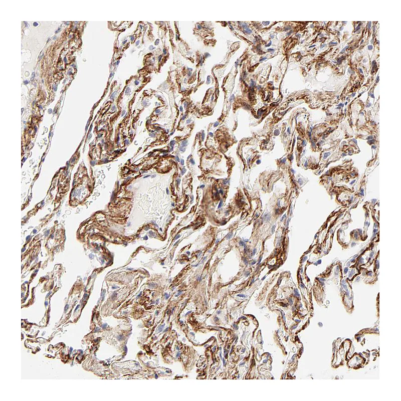 Atlas Antibodies Anti-NPNT Antibody