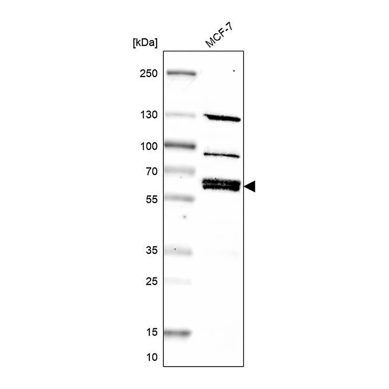 Atlas Antibodies Anti-NPNT Antibody