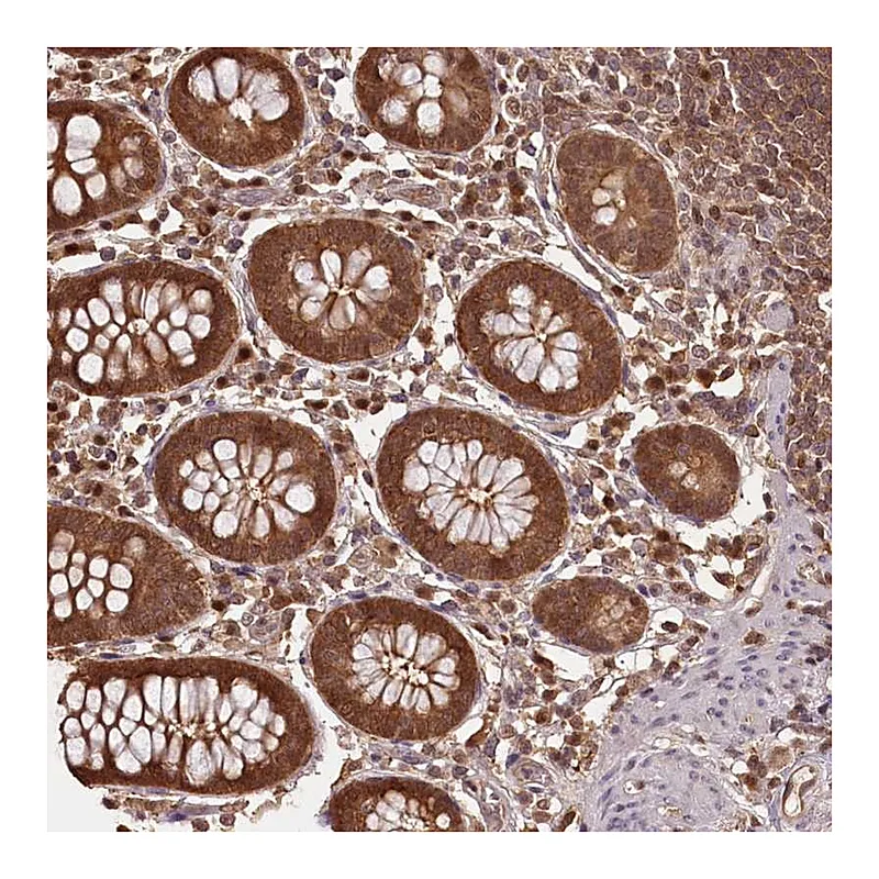 Atlas Antibodies Anti-NPRL2 Antibody