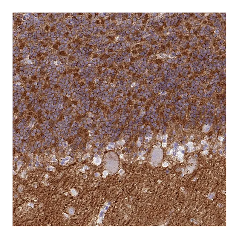 Atlas Antibodies Anti-NPTN Antibody