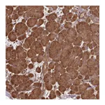 Atlas Antibodies Anti-NPRL2 Antibody