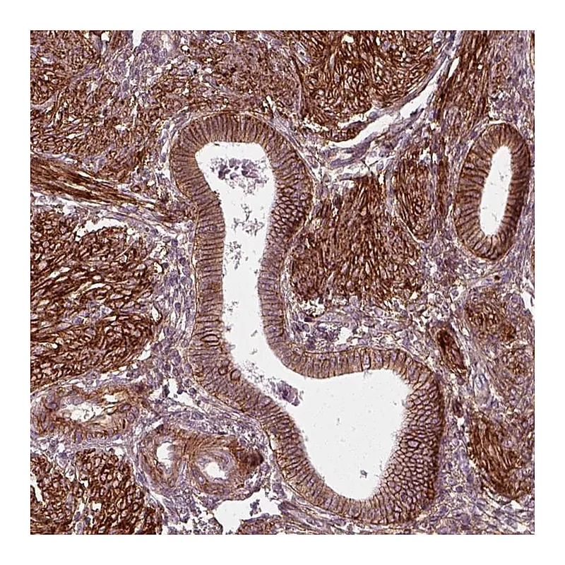 Atlas Antibodies Anti-NPTN Antibody