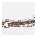 Atlas Antibodies Anti-NPVF Antibody