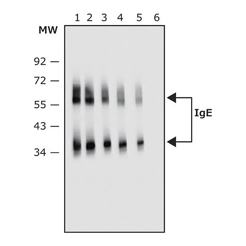 Merck Anti-Human IgE antibody, Mouse monoclonal
