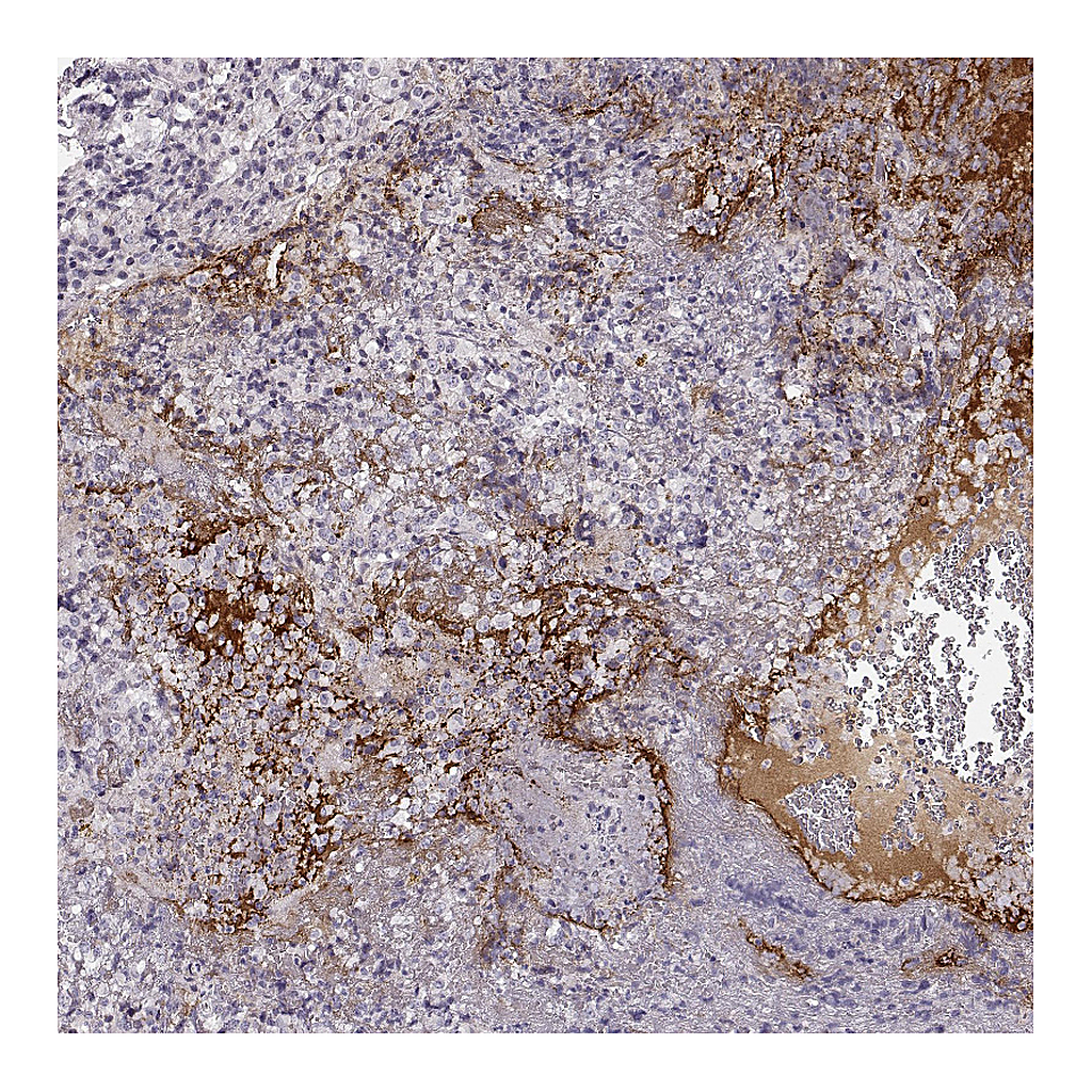 Atlas Antibodies Anti-NPW Antibody