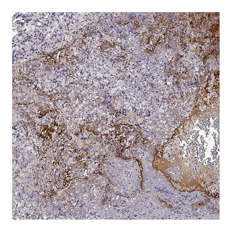 Atlas Antibodies Anti-NPW Antibody