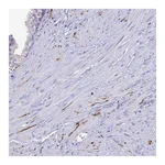 Atlas Antibodies Anti-NPY Antibody