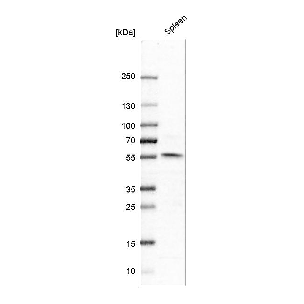 Atlas Antibodies Anti-NPY1R Antibody