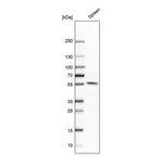 Atlas Antibodies Anti-NPY1R Antibody