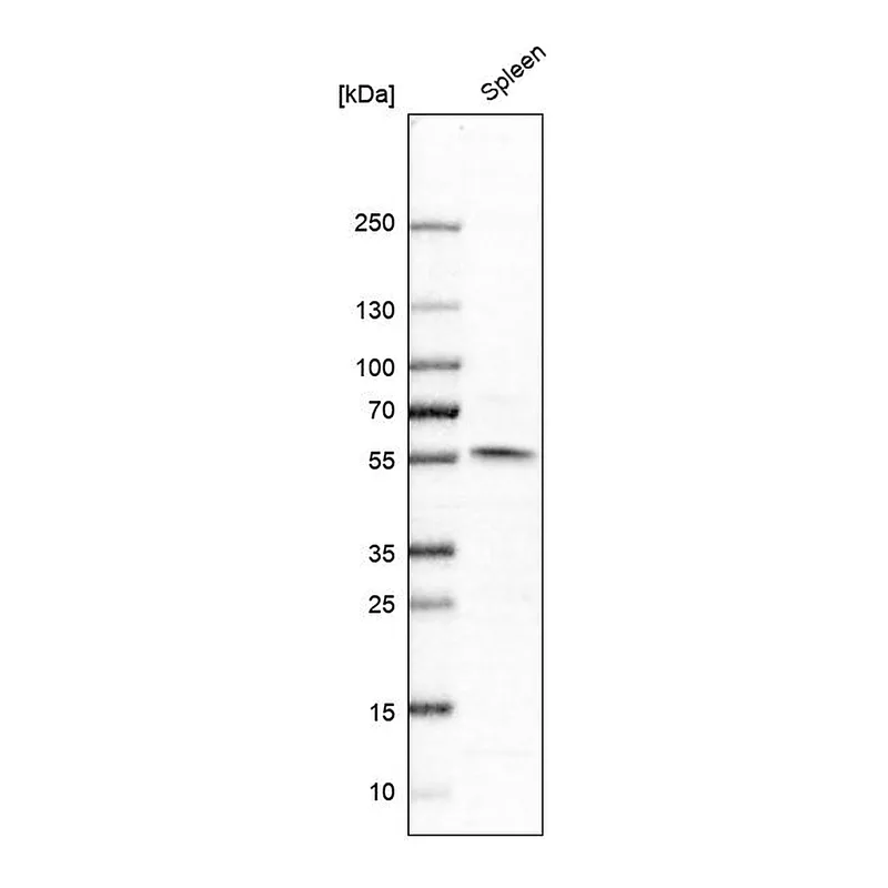 Atlas Antibodies Anti-NPY1R Antibody