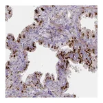 Atlas Antibodies Anti-NPY Antibody