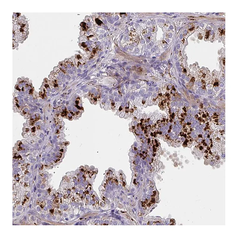 Atlas Antibodies Anti-NPY Antibody
