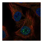 Atlas Antibodies Anti-NR1D1 Antibody
