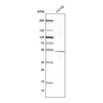 Atlas Antibodies Anti-NR1D2 Antibody