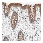 Atlas Antibodies Anti-NPY4R Antibody