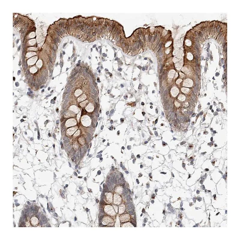 Atlas Antibodies Anti-NPY4R Antibody