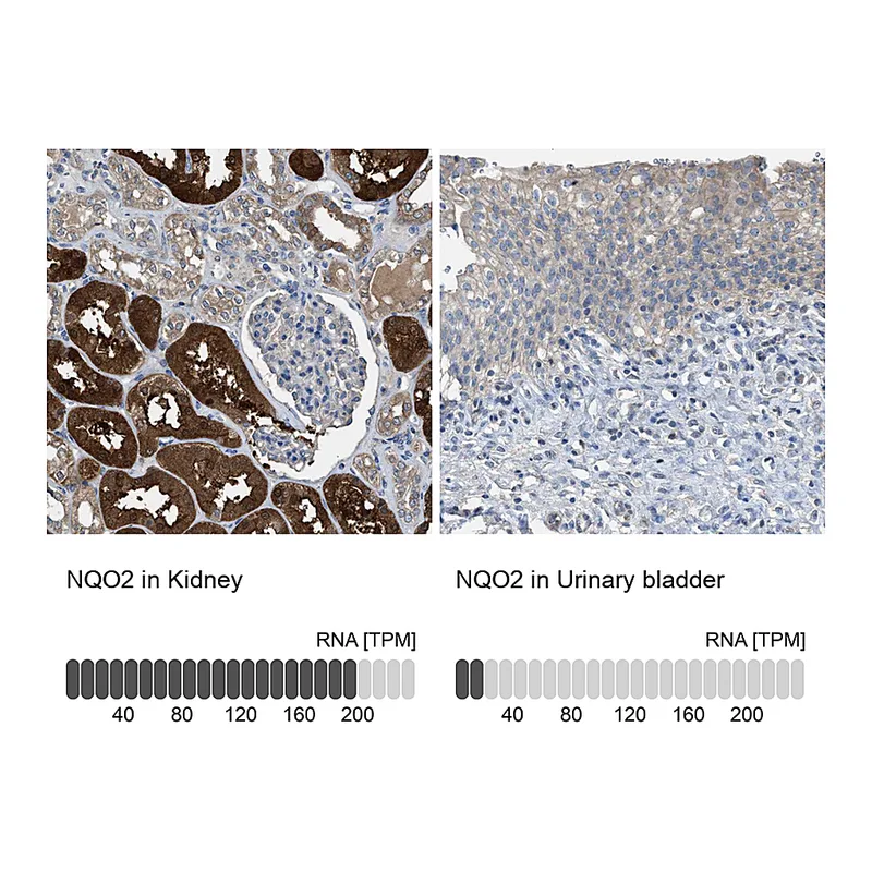 Atlas Antibodies Anti-NQO2 Antibody
