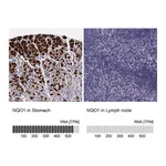 Atlas Antibodies Anti-NQO1 Antibody