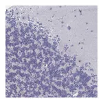 Atlas Antibodies Anti-NR1H2 Antibody
