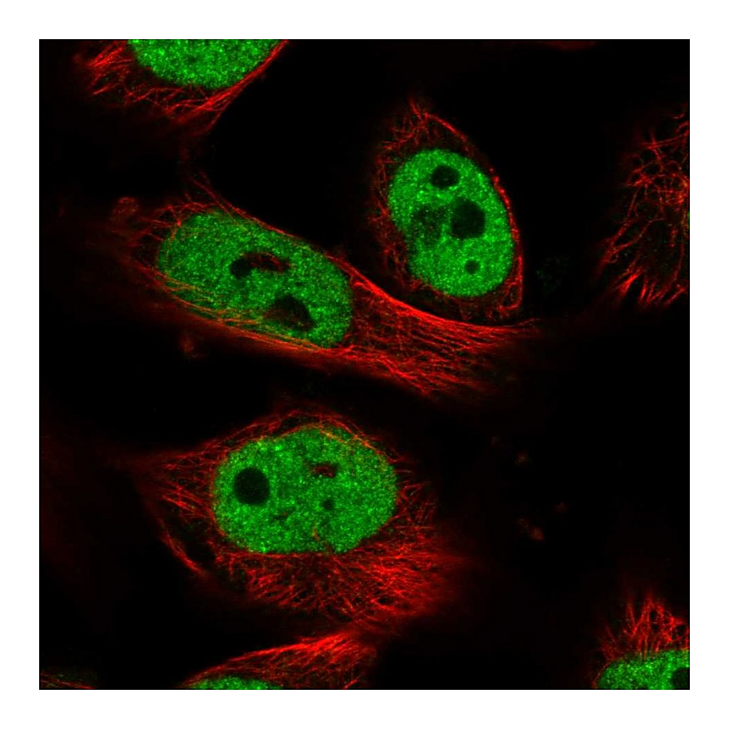 Atlas Antibodies Anti-NR1I2 Antibody