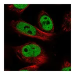 Atlas Antibodies Anti-NR1I2 Antibody