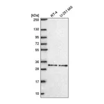 Atlas Antibodies Anti-NR1H2 Antibody
