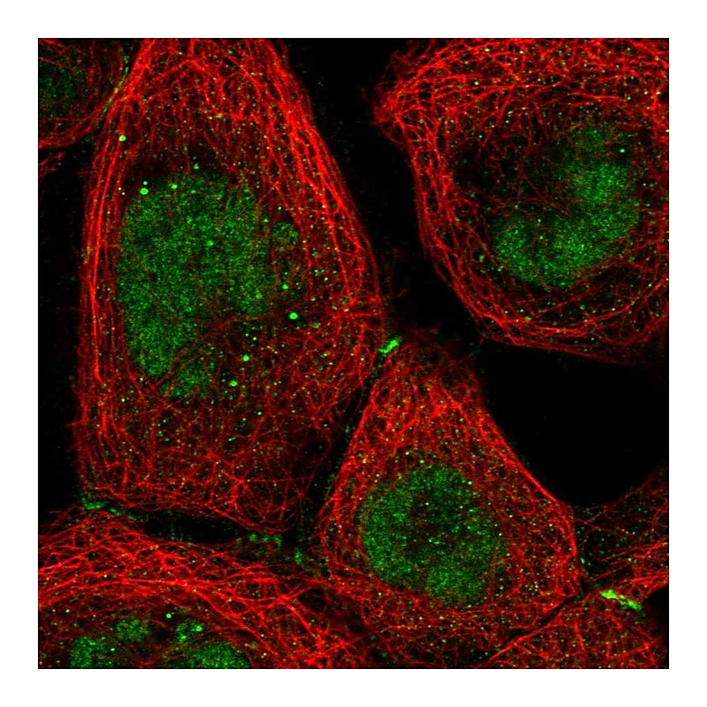 Atlas Antibodies Anti-NR2C1 Antibody